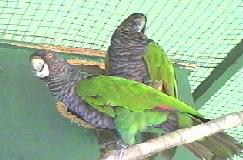 National bird